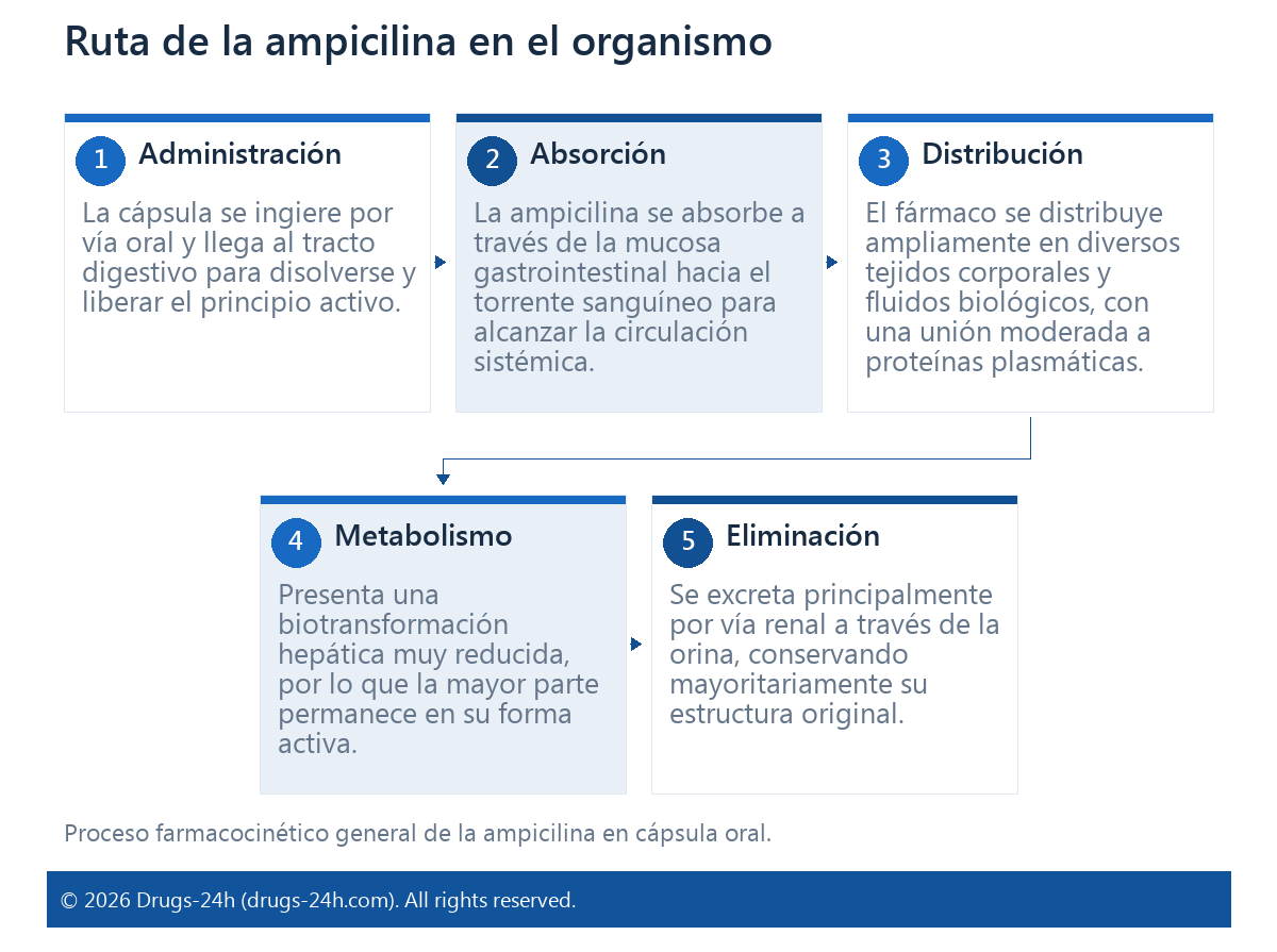 Ruta de la ampicilina en el organismo