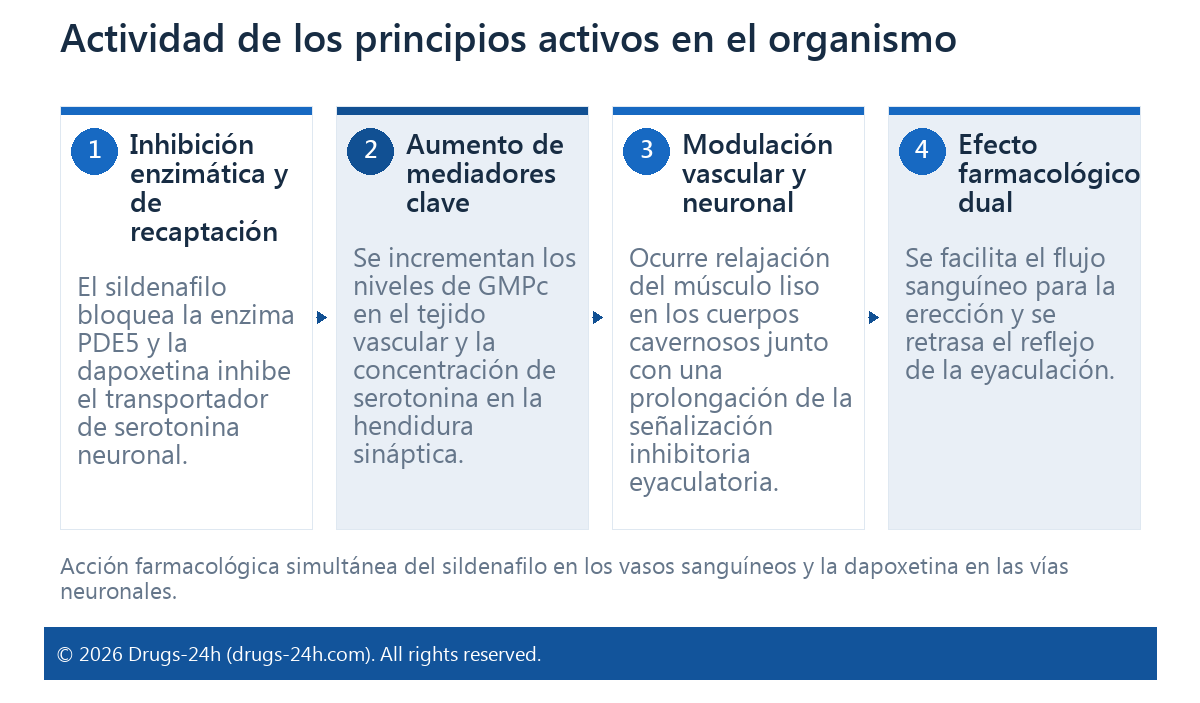 Actividad de los principios activos en el organismo