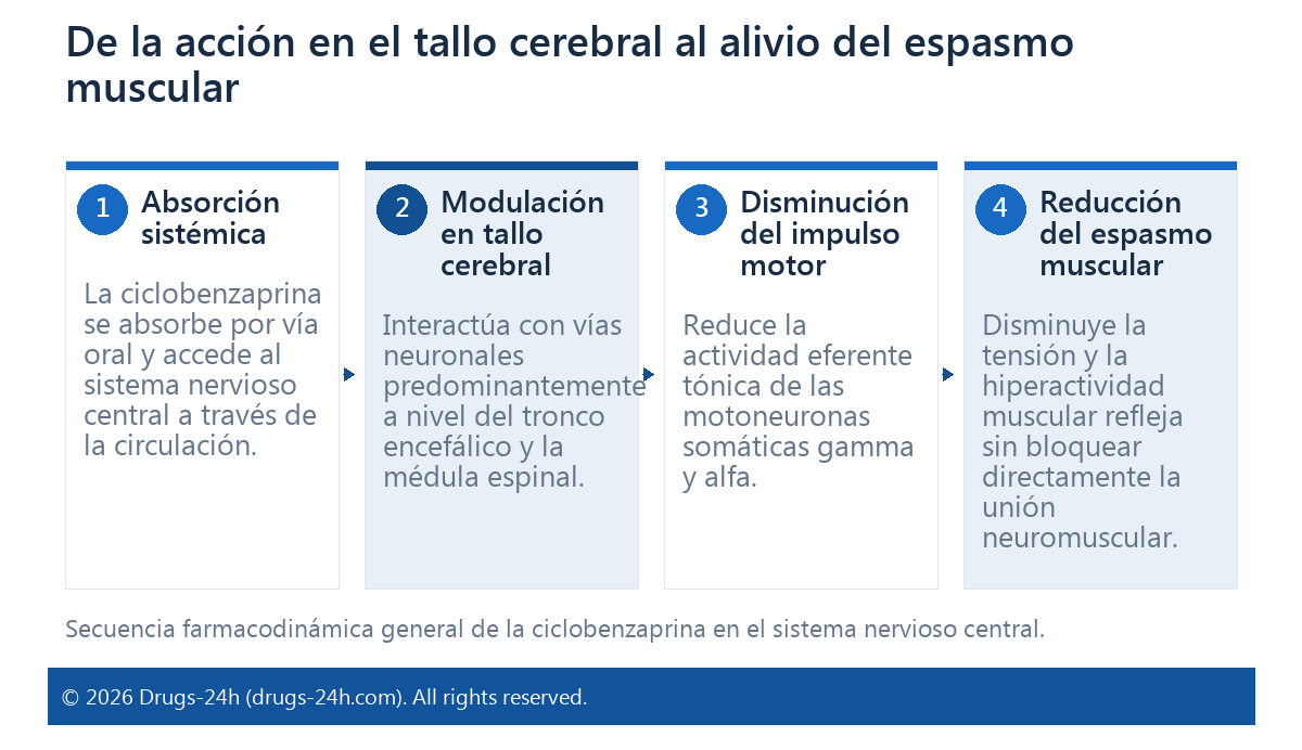 De la acción en el tallo cerebral al alivio del espasmo muscular