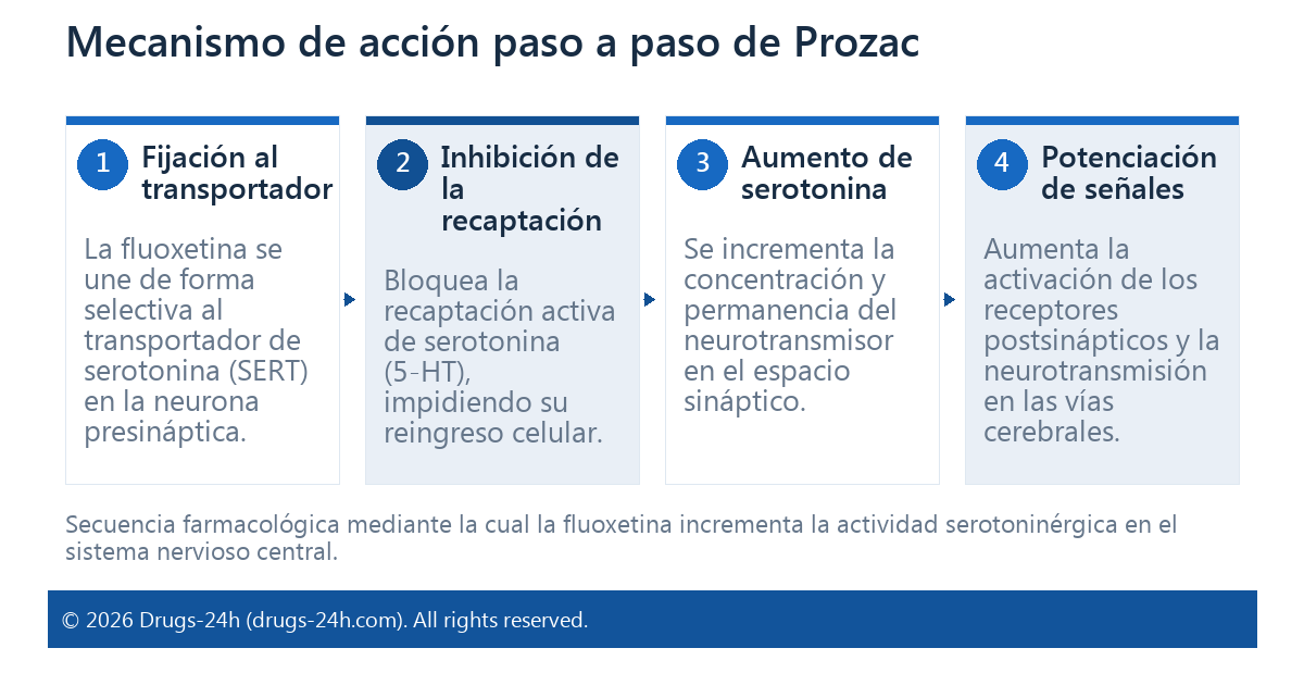 Mecanismo de acción paso a paso de Prozac