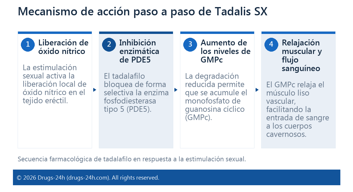 Mecanismo de acción paso a paso de Tadalis SX