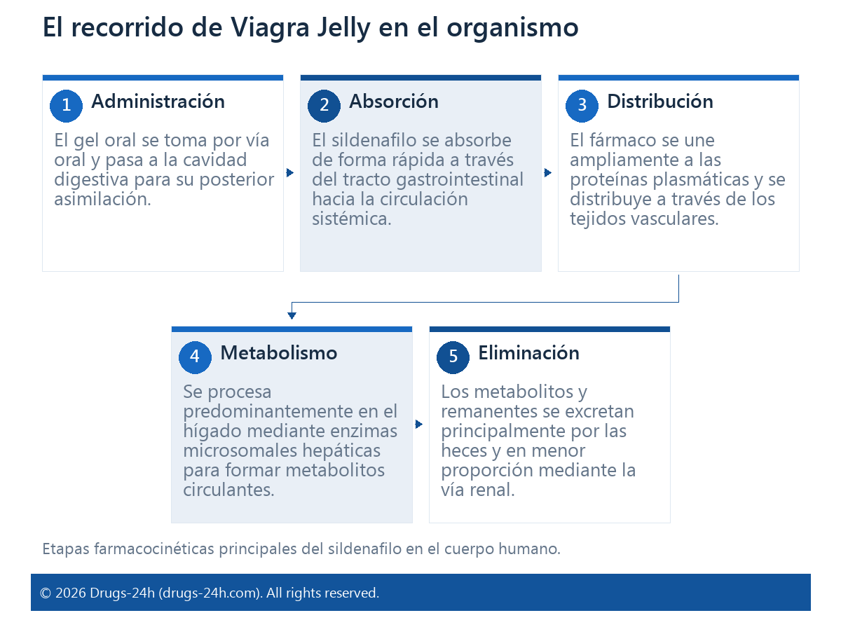 El recorrido de Viagra Jelly en el organismo
