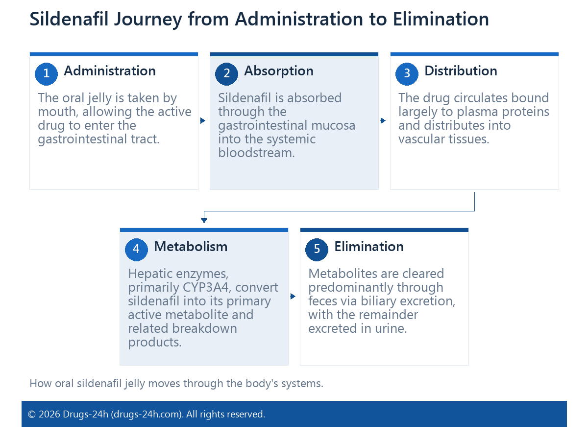 Sildenafil Journey from Administration to Elimination